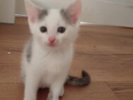 3 männliche Kitten - Bochum