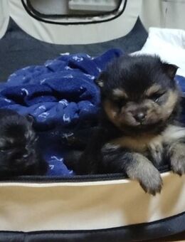 Pomeranian Welpen mit Zubehör - Burscheid