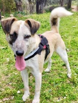 Asterix sucht Couch zum Kuscheln - Hückelhoven