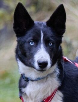 Ruhiger LEVIN sucht eine Familie - Bad Bevensen