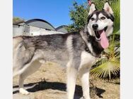 Hachiko - endlich frei, sucht Zuhause - Freudenstadt