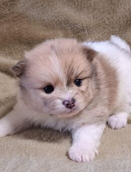 Pomeranian-PomChi Boys 75%Poms - Ballenstedt