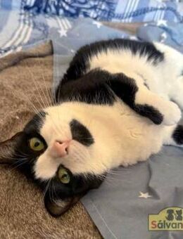 Ruhige Katze Trufa sucht Einzelhome - Bad Camberg