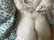 Siam / Birma mix kitten. Nur 2 Mädels noch da - Berlin Friedrichshain-Kreuzberg