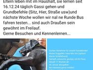 Hundekinder abzugeben ab Mitte bzw Ende Januar - Schorfheide