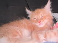 Maine Coon Kitten Mufasa - Bochum