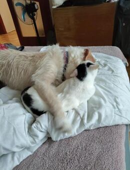 Bogyo 5-jähriger Mischling mit Katzenlie - Kassel