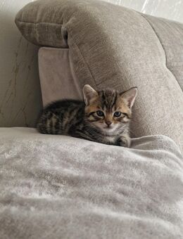 Getigerter Kater - Zeil (Main)