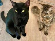 2 süße EKH Katzen suchen ein neues Zuhause - Berlin