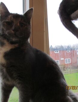 2 Katzenmädchen abzugeben, 6 Monate alt - Uelzen