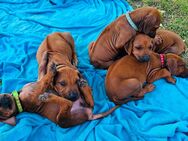 Rhodesien Ridgeback Welpen - Allstedt