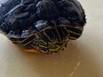 Wasserschildkröte - Größe 5 cm - sehr süß in 86663