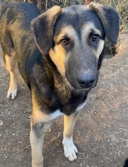 🐶❤️ Liebesbedürftiger Kanyee 🐶❤️ - Eislingen (Fils)