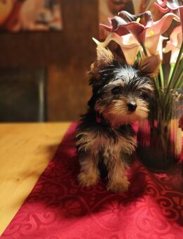 Yorkshire Terrier Welpen – kleine Mädels mit großem Charme! - Marsberg