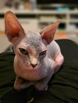 Sphynx kitten - Schmölln