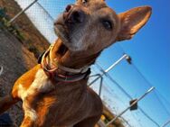 Chico,Podencobub sucht Familie ohne Hund - Ratekau