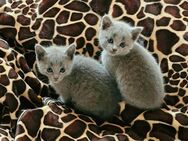 Russisch blau-Kitten mit Stammbaum aus seriöser Zucht - Niederkrüchten
