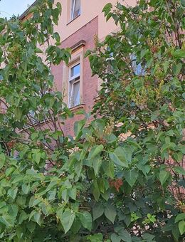 Nachmietersuche - helle 3 Raum Wohnung im Dachgeschoss mit sehr schönem Grundriss und WG geeignet - Dresden