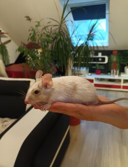 2 süße Degu Damen - Wittenburg