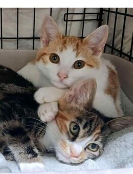 ❤️ Zoe & Amy suchen Hoffnung ❤️ - Eislingen (Fils)