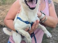 Der kleine Rocky sucht ein Zuhause - Ennepetal (Stadt der Kluterhöhle)
