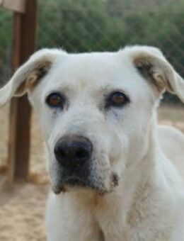 Atos möchte endlich ankommen - Neuss