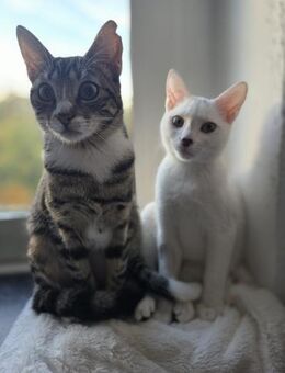 Ursula und Milli aus dem Tierschutz - Grevenbroich