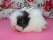 Teddyzwergkaninchen Zwergkaninchen Teddyzwerge - Hamm