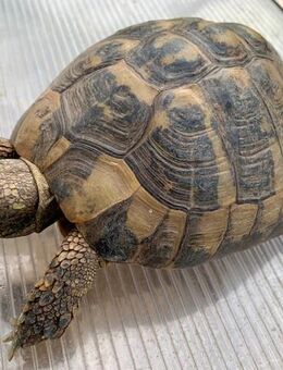 Männliche Griechische Landschildkröte (Testudo hermanni-hermanni) - Weil (Rhein) Zentrum