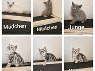 Bkh kitten 6 Stück nur noch - Oberndorf (Neckar)