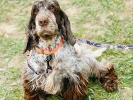 🐶 Gilda eine kleine Cocker-Spaniel-Se - Kassel