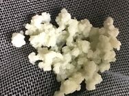 Milchkefirpilz zum Herstellen von eigenem Kefir - Rüsselsheim