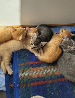 5 süße russisch blau Hauskatzen Mix Kitten - Dresden