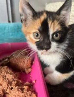 Lolita Verspieltes Katzenmädel - Unterföhring
