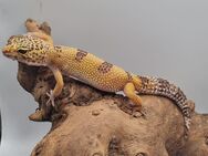 Wunderschöne Leopardgecko Jungtiere 2022 - Jüchen