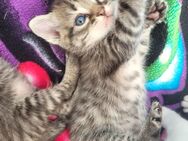 Maine Coon Mix Kitten, Baby Kätzchen, Katzen Babys - Bautzen
