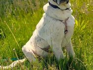 Knut sucht seine Menschen - Fronreute