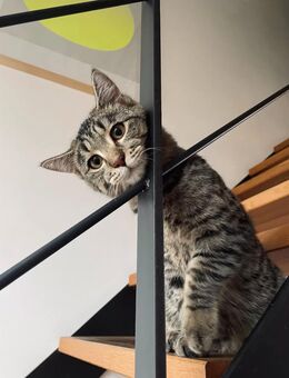 Kater Rio sucht sein Traum-Zuhause - Unterdießen