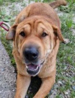 Zuhause für Energiebündel Spencer - München