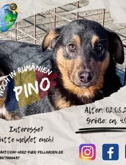 PINO - einer von 7 auf einen Streich - Waakirchen