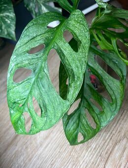 Monstera Adansonii Mint Ableger - Oststeinbek