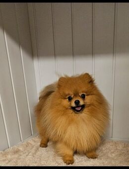 Zuckersüße Pomeranian Zwergspitz Welpe Hündin wieder frei noch frei - Legden