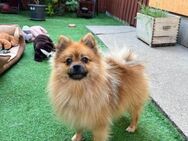 💜Paco 💜1,5-jähriger Pomeranian - Kassel