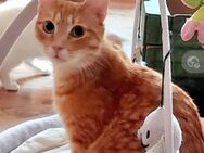 Jim Liebenswerter Kater sucht Zuhause - Unterföhring