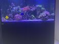 Meerwasser Red Sea Aquarium in 35649