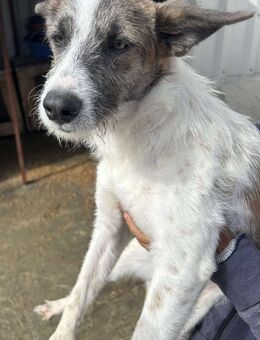 Hübsche Hündin A576 sucht ihre Familie - Neuberg