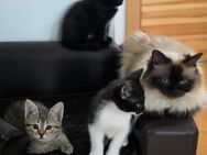 Katzenmädchen sucht schoenes Zuhause - Groß Nemerow