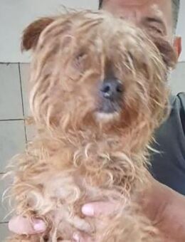 Filuray 💛💛💛 möchte geliebt werden - Bad Karlshafen