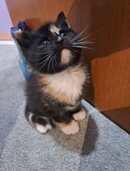 5 liebe Kätzchen - Lingen (Ems)