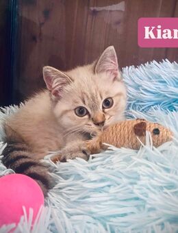 Wir dürfen ausziehen (BKH-Birmakitten) - Daun